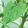 H. annuus leaf