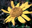 wild sunflower