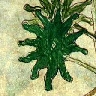 f33v leaf